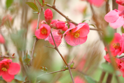 皱皮木瓜,枝,花朵,自然,美,水平画幅,绿色,无人,特写,红色