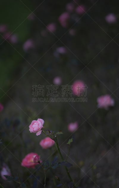 玫瑰,粉色,垂直画幅,滨海特鲁维尔,无人,散焦,法国,摄影