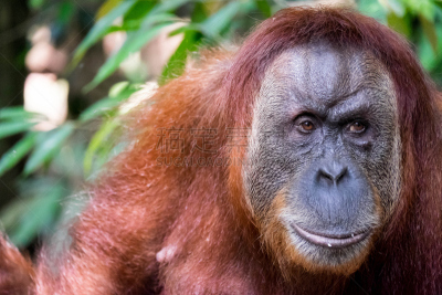 猩猩,特写,gunung leuser national park,武吉拉旺,苏门答腊印度尼西亚,野生动物,水平画幅,人体,热带雨林,户外
