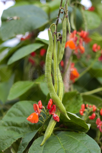 有蔓植物,红花菜豆,垂直画幅,菜园,饮食,绿色,素食,无人,有机食品,户外