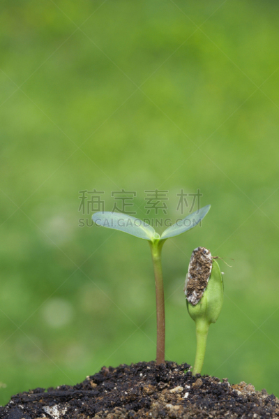 向日葵,双叶区,呼吸气 ,自然,垂直画幅,绿色,无人,白色背景,花蕾,新生活
