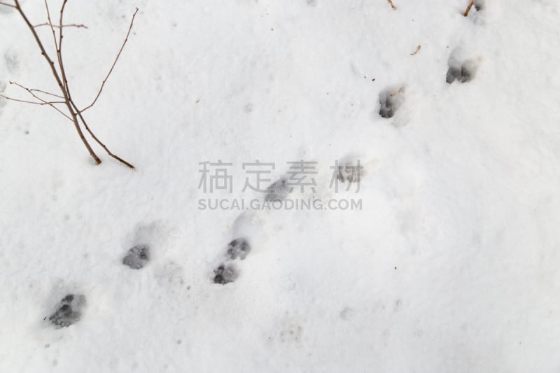 白色,雪,脚印,狗,巴吞他尼,户外音乐艺术节,印度野生动物园,冰冻酸奶,哈萨克斯坦,野生动物