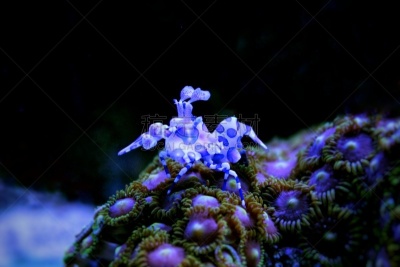 丑角虾,秀丽隐杆线虫,丑角,水下,明亮,蓝色,可爱的,在下面,艺术,美