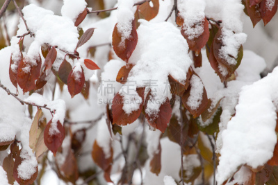 叶子,雪,冬天,白色,哈萨克斯坦,冰冻酸奶,秋天,风景线拱,图像,美容院