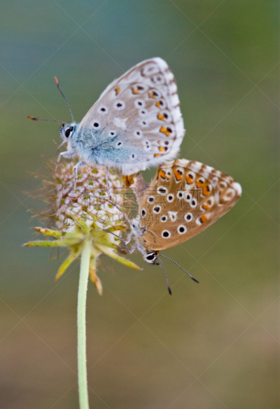 普通蓝蝴蝶,异性恋,自然,垂直画幅,草地,野生动物,小的,蓝色,mariposa grove,纯净