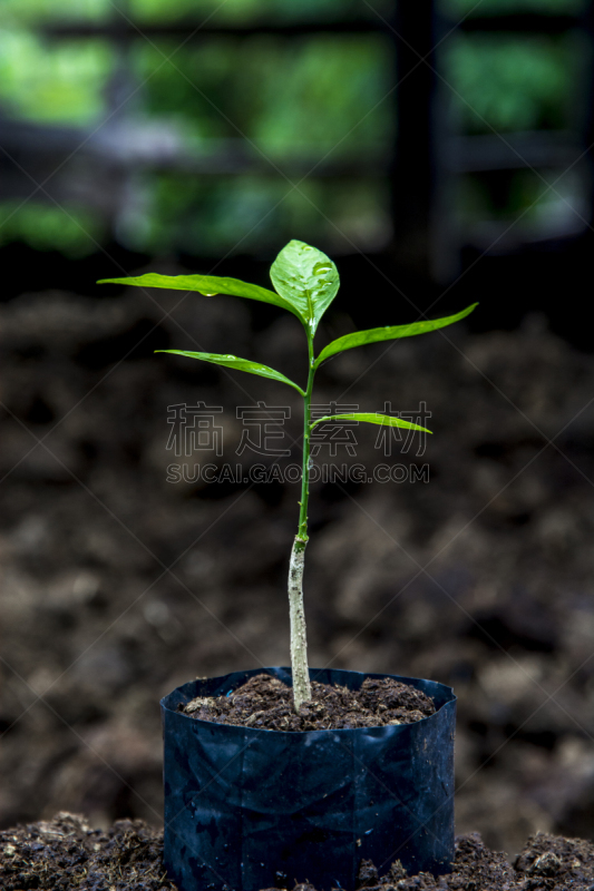 绿色,小的,秧苗,农场,伞状植物,芽痕,淤泥,肉食植物,水资源保护,抱着树