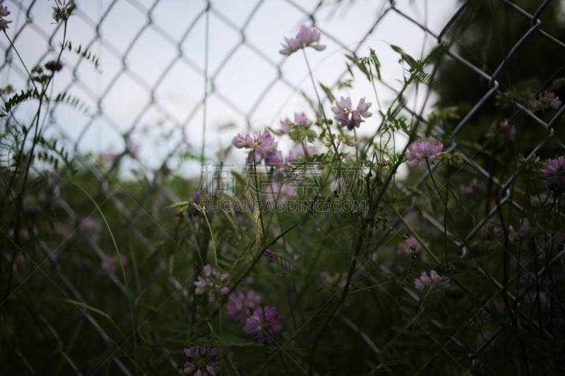 紫色,小寇花,美,水平画幅,无人,夏天,户外,特写,白色,田地