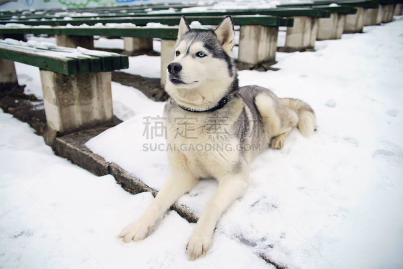 雪橇犬,雪,户外,西伯利亚,灰色,动物眼睛,异染色质,楚克其族,虹膜异色症,西伯利亚哈士奇犬