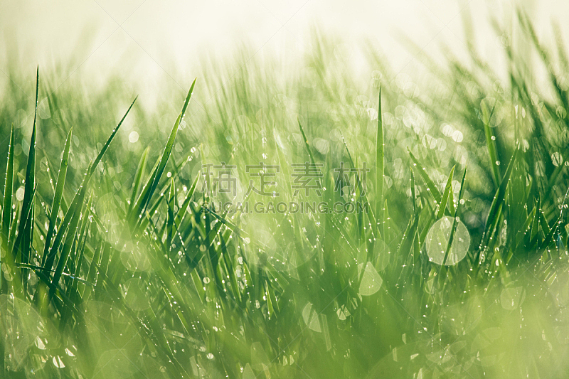 草,绿色,芽草之类,水滴,雨滴,水,水平画幅,枝繁叶茂,无人,湿