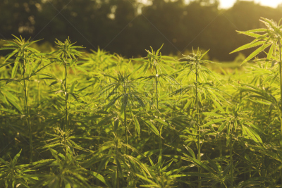 种植园,工业,黑市,蒙得维的亚,耙,乌拉圭,可持续资源,水平画幅,户外,特写