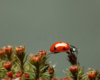 瓢虫,苔藓,红色,顶部,花朵,七星瓢虫,原叶体,杜松苔,侧面,孢子体