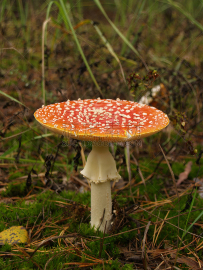 秋天,森林,伞菌,两翼昆虫,垂直画幅,花园矮人雕像,无人,苔藓,户外,生长