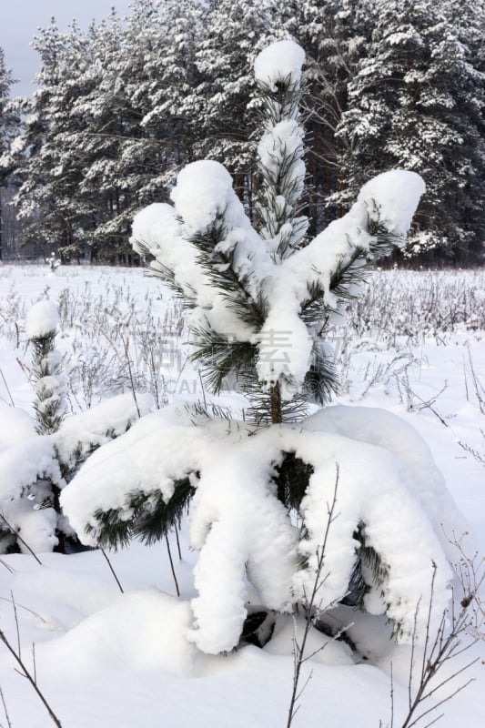 在下面,重量赛,松树,幼小动物,雪,自然,垂直画幅,式样,寒冷,无人