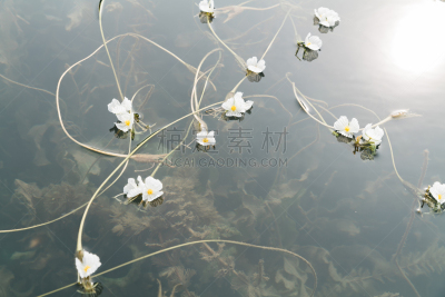 水生植物,花朵,泸沽湖,墨西哥雨竹,旅途,清新,水面,著名景点,自然美,湖