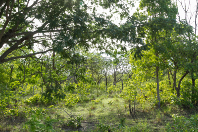 Cerrado in Piaui, Brazil