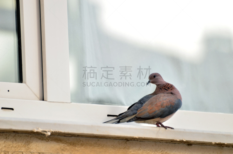 鸽子竞赛,斑鸠,信鸽,原鸽,张开翅膀,水平画幅,符号,鸟类,纯净,动物身体部位