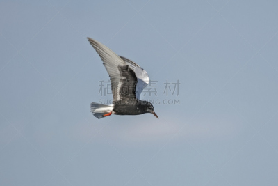 白翅浮鸥,自然,天空,迅速,野生动物,水平画幅,无人,蓝色,鸟类,滑翔机