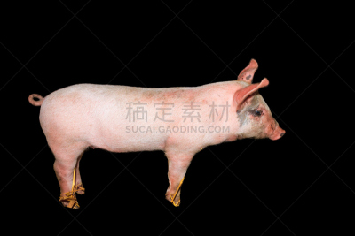 小猪,荷兰,黑色背景,兰德瑞斯猪,公猪,家猪,褐色,水平画幅,谷仓,阴影