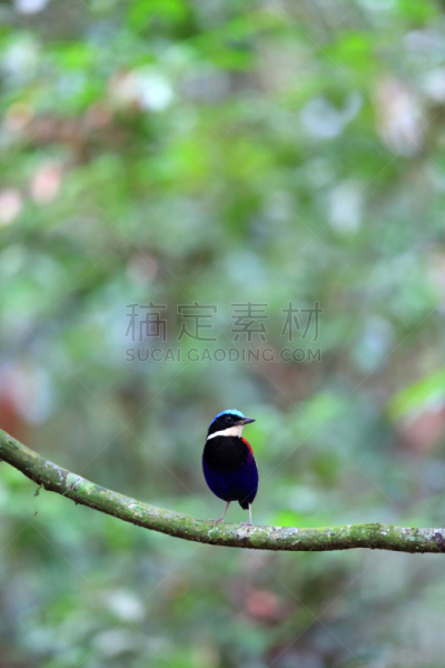 马来西亚,雄性动物,皮塔饼,头球,蓝色,自然,垂直画幅,美,danum valley conservation area,野生动物
