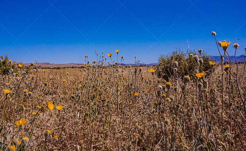 夏天 自然 季节 图像 美 日光 草 美国 无人 野生植物图片素材下载 稿定素材