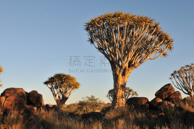 芦荟树木,纳米比亚,森林,基特曼舒普,自然,天空,宁静,水平画幅,橙色,日出