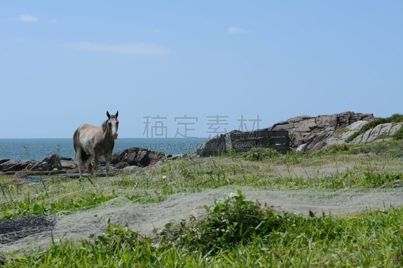 马,海洋,自然美,鱼网,阿瓜火山,弗路里厄诺普利斯,普拉亚,圣卡塔琳娜,水,天空