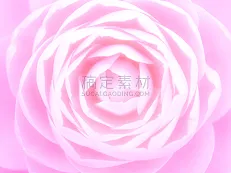 Closeup Of Otome Camelia Camellia Japonica 乙女椿のクローズアップ图片素材下载 稿定素材