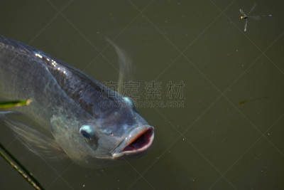 淡水鱼,东南亚,水平画幅,膳食,海产,动物身体部位,湖,特写,泰国,淡水