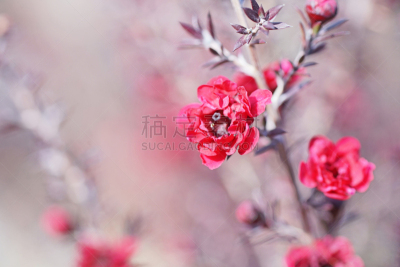 松红梅,水平画幅,平塚市,无人,日本,梅子,红色,植物,粉色,神奈川县