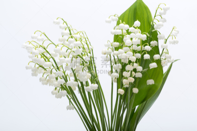 白色,分离着色,铃兰,百合花,芳香的,花蕾,植物,植物学,园艺,波兰