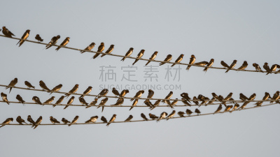 电缆,巨大的,燕子,谷仓,羊群,农业,动物主题,野生动物,泰国,翅膀