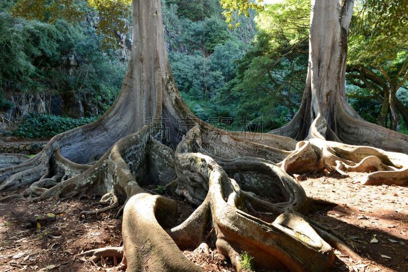 黄花菖蒲,moreton bay fig,无花果树,考艾岛,太平洋岛屿,著名景点,植物园,园林,植物,户外