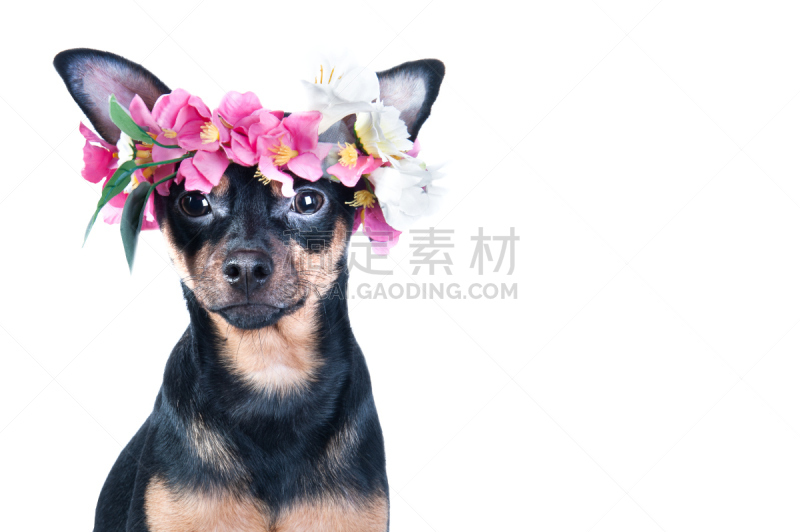 toy terrier,狗,花环,分离着色,玉米丸子,矢车菊,春夏系列,哈巴狗,梗犬