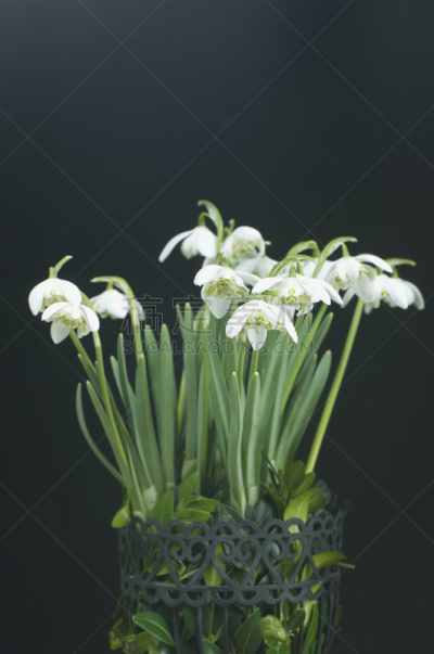 金属线网篮,雪花莲,水果篮子,垂直画幅,留白,无人,户外,篮子,春天,植物