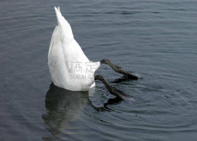 燕式跳水,自然,水,野生动物,水平画幅,无人,鸟类,野外动物,户外,湖