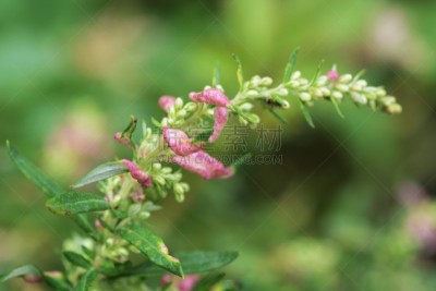 艾蒿,没食子叶,自然,自然界的状态,图像,叶子,春天,无人,神奈川县,寄生的