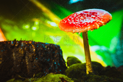 苔藓,斑点,红色,蘑菇,自然美,白色,伞形毒菌,毒蘑菇,褐色,水平画幅