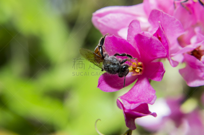 蜜蜂,特写,有蔓植物,仅一朵花,自然,蓝花藤,式样,水平画幅,无人,合伙