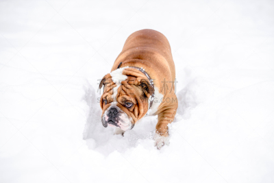 雪,英格兰斗牛犬,可爱的,寒冷,肖像,霜,狗,动物,犬科的,户外