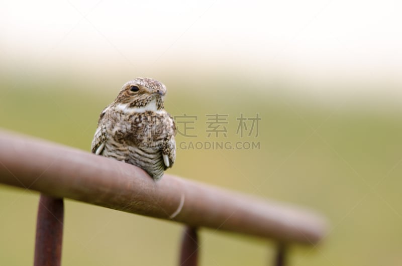 美洲夜鹰,小美洲夜鹰,自然,正面视角,留白,野生动物,水平画幅,生物,无人,平视角