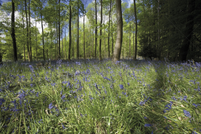 forest of dean,英国,格洛斯特郡,维伊山谷,美,公园,水平画幅,枝繁叶茂,英格兰,人群