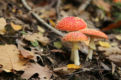 水平画幅,苔藓,巨大的,风险,户外,云杉,毒蘑菇,真菌,伞形毒菌,松科