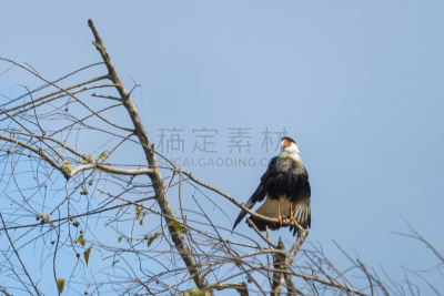 有冠长腿兀鹰,野生动物门,人工饲养动物,热带气候,野生动物,生物,动物,鸟类,动物习性,小鸟