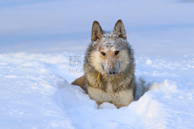 莱卡犬,雪,西伯利亚,特写,西,猎犬,狗拉雪橇驾驶员,亚马尔半岛,西伯利亚哈士奇犬,雪橇犬