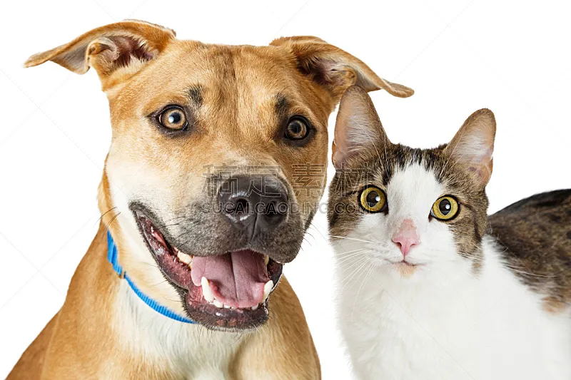 猫 狗 幸福 杂种狗 宠物 白色背景 美国 人的头部 相伴 微笑图片素材下载 稿定素材 猫 狗 幸福 杂种狗 宠物 白色背景 美国 人的头部 相伴 微笑图片素材下载 稿定素材