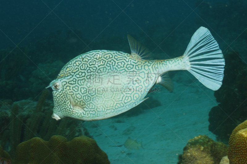 honeycomb cowfish,波耐尔,水,热带鱼,水平画幅,水肺潜水,无人,荷兰加勒比海,海鱼,海洋