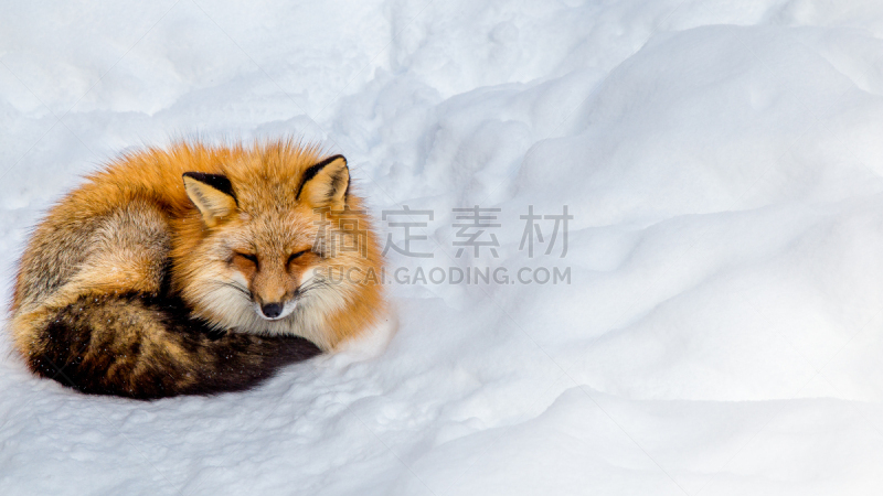 雪,日本,冬天,仙台,红狐,宫城县,自由,野生动物,哺乳纲,猫科动物