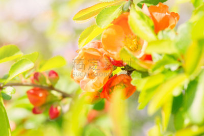 温柏,特写,花蕾,粉色,皱皮木瓜,瑞属拉普兰,水平画幅,无人,蔷薇科,明亮