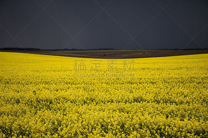 黄色,斯普林费德,仅一朵花,自然,草地,水平画幅,无人,蓝色,夏天,户外