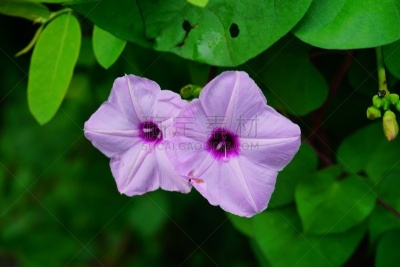 牵牛花,圆叶牵牛,旋花属植物,旋花植物,三色紫罗兰,留尼汪（法属）,早晨,夏天,白色,海滩